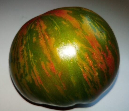 Гном Гном Толчок после Землетрясения